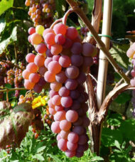 Canadice grape vine attractive pinkish-red grapes.