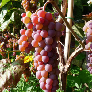 Canadice grape vine attractive pinkish-red grapes.