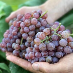 Canadice grape vine plant grapes in a man's hands.