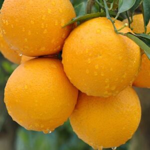pinkish orange flesh.