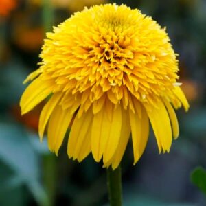 Cara Mia Yellow Coneflower plant single yellow bloom with pom pom centre.