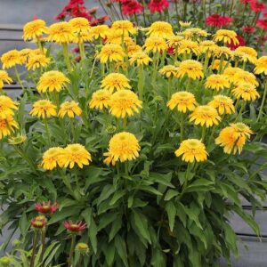 CARA MIA Yellow Echinacea plants in bloom.
