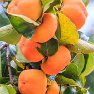 Cardinal Japanese Persimmon fruit in the tree.