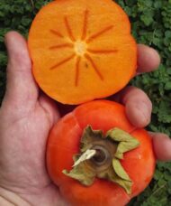 Cardinal Kaki Persimmon Tree orange fruit.