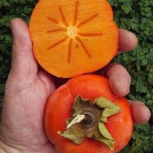 Cardinal Kaki Persimmon Tree orange fruit.