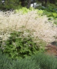 A large clump Chantilly Lace Goatsbeard in bloom.