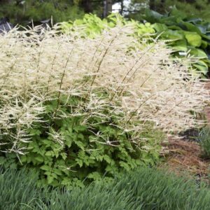 A large clump Chantilly Lace Goatsbeard in bloom.