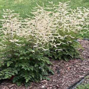 Chantilly Lace Goatsbeard plant.