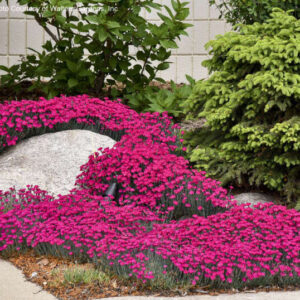 Several Cheddar Pinks plants in bloom in a rock garden.