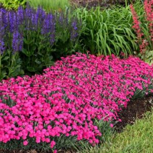 A swath of Cheddar Pinks Plants in a border