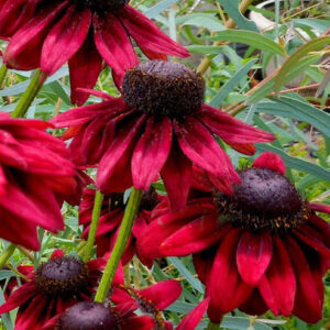 Cherry brandy gloriosa daisy blooms in profile with sturdy