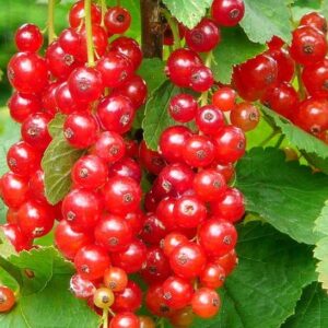 Cherry red red currant bush with red fruits.
