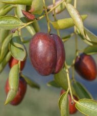 Rich brown Chinese Dates and lovely ovate leaves on long stems.