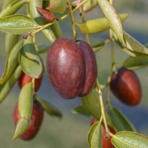 Rich brown Chinese Dates and lovely ovate leaves on long stems.