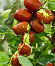 Mottled green and brown Chinese jujube fruits glistening with raindrops