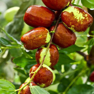 Mottled green and brown Chinese jujube fruits glistening with raindrops