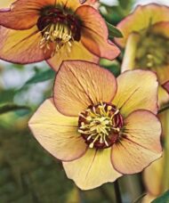 Christmas rose plant warm yellow blooms streaked with deep red veining and finished with elegant deep red picotee edging.