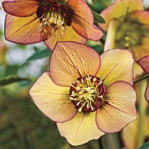 Christmas rose plant warm yellow blooms streaked with deep red veining and finished with elegant deep red picotee edging.