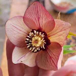 Sun coming though a yellow petaled Christmas rose plant bloom that has deep red veining.
