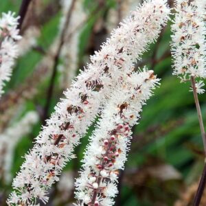 Actaea simplex Black Negligee tall spikes of pinkish white flowers above a clump of near-black purple leaves.