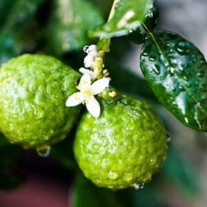 Citrus Bergamia tree branch with glossy green leaves