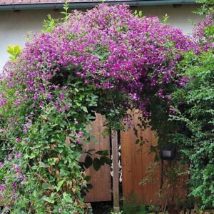 Clematis 'Sweet Summer Love' Proven Winners in full bloom