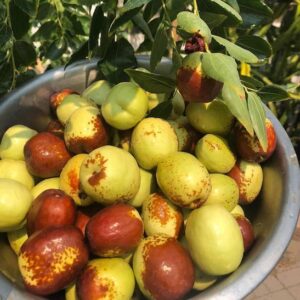 A metal bowl of Coco Chinese jujube tree fruit in front of the tree's weeping branches.