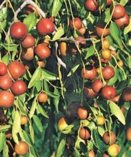 Coco jujube plant with long trailing stems of fruits and leaves.