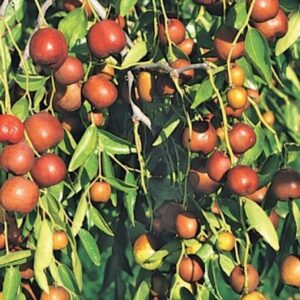 Coco jujube plant with long trailing stems of fruits and leaves.