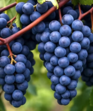 Clusters of deep purple Concord grapes on the vine.