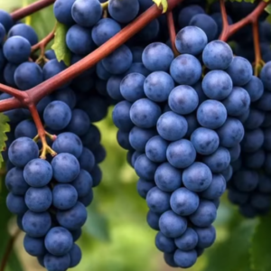 Clusters of deep purple Concord grapes on the vine.