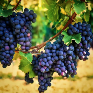 Concord grape vine plant with masses of purple Concord grapes.