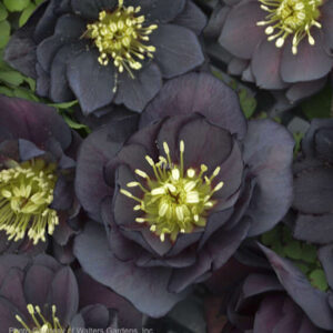 A bouquet of Dark and Handsome Hellebore blooms.