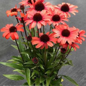 Echinacea Dark Shadows Mystic bloom of pink petals and dark central cone.