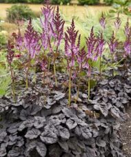 Dark Side of the Moon Astilbe with dark foliage and tall spikes of purple to pink flowers.