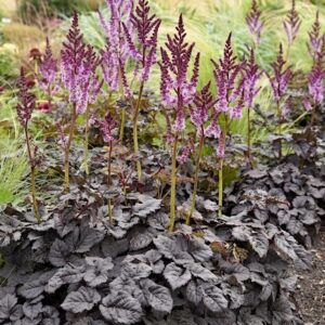 Dark Side of the Moon Astilbe with dark foliage and tall spikes of purple to pink flowers.