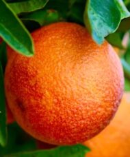 A large Delfino Blood Orange Plant orange with a strong red blush on its orange rind.