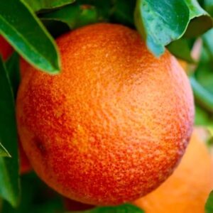 A large Delfino Blood Orange Plant orange with a strong red blush on its orange rind.