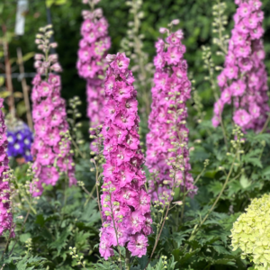 Delphinium Mini Pinks New Zealand Delphiniums series plants in a naturalized garden.