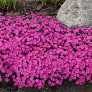 Dianthus Paint the Town Magenta bright magenta flowers.