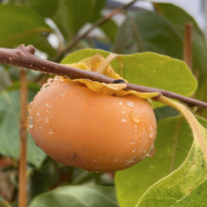 Water droplets cover a single Diospyros virginiana Garretson persimmon on the branch.