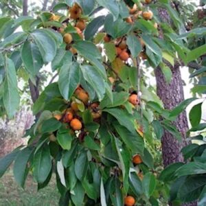 Szukis Common Persimmon fruits ripening on the tree.