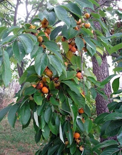 Common Persimmon | Diospyros virginiana | Szukis Persimmon