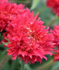 Double Pink Echinacea pompom blooms of shaggy