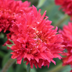 Double Pink Echinacea pompom blooms of shaggy