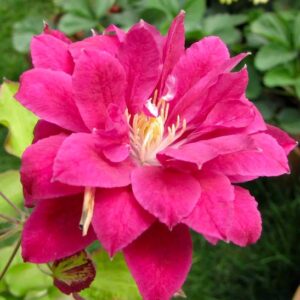 Double Red Clematis plant magenta bloom.