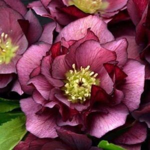 Helleborus true love plant with nodding burgundy flowers.