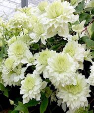 Double White Clematis plant heavy with double blooms.