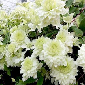 Double White Clematis plant heavy with double blooms.