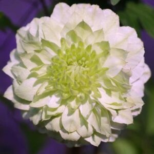 Double White Clematis Vine flower in white and green.